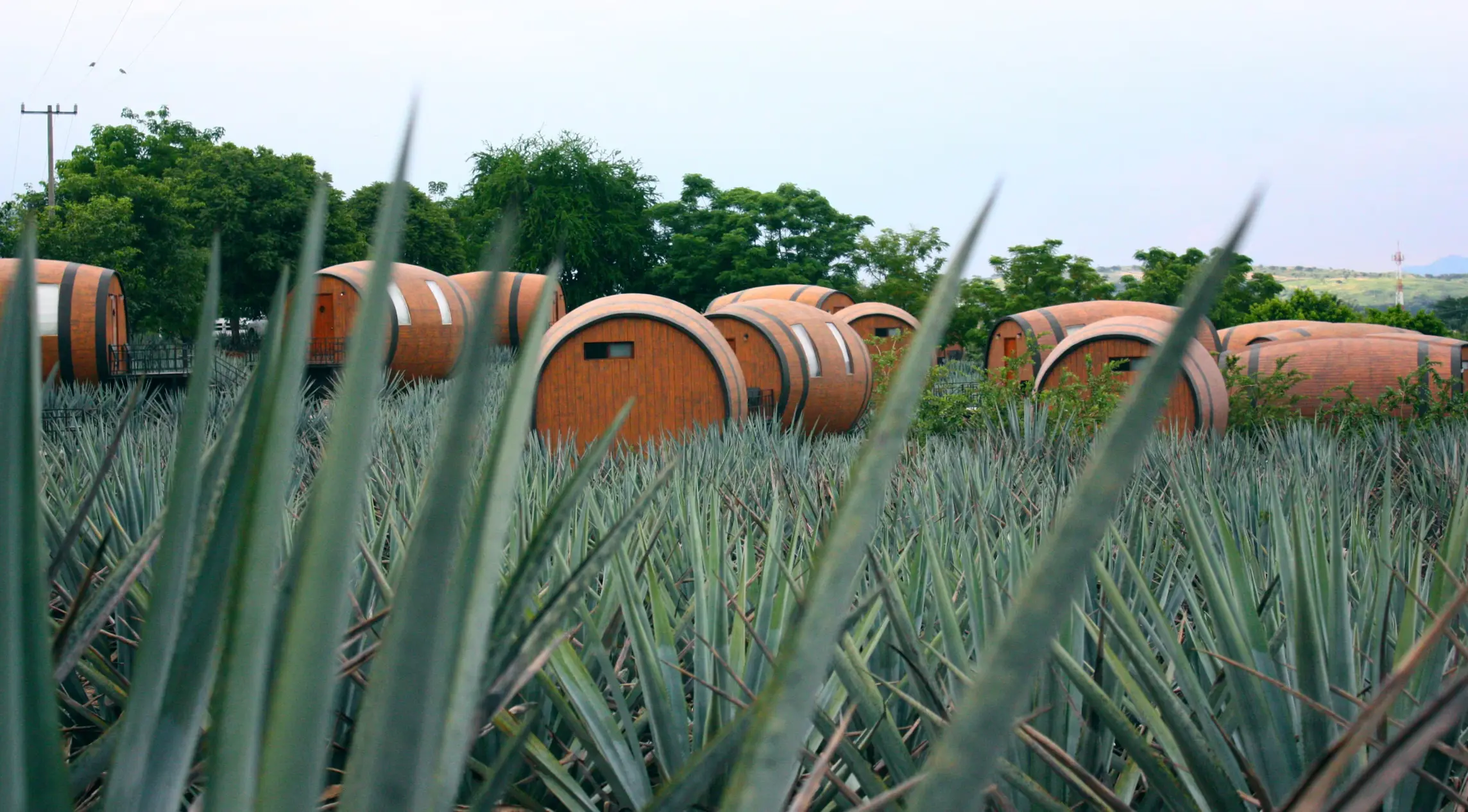 Tequila plants with barrels Tequila plants with barrels